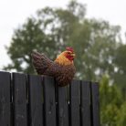 Csirke alakú polyresin kerítés dekoráció, barna