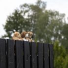 Kutya alakú polyresin kerítésdísz, angol bulldog, kültéri dekorációs kiegészítő