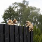 Kutya alakú polyresin kerítésdísz, angol bulldog, kültéri dekorációs kiegészítő