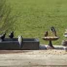 Terrazzo madáretető és itató tál, szögletes