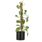 Kókuszrost növénytámasz, 75 cm