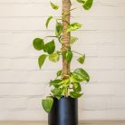 Kókuszrost növénytámasz, 75 cm