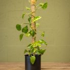Kókuszrost növénytámasz, 75 cm