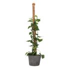 Kókuszrost növénytámasz, 115 cm