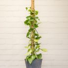 Kókuszrost növénytámasz, 115 cm