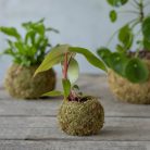 Kokedáma japán mohagömb, virágtartó, 9 cm