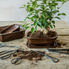 Kerámia bonsai cserép, 20 cm